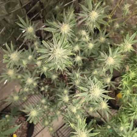 Clones - Devil Driver + Blue Nerdz