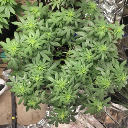 White Widow - first manifold