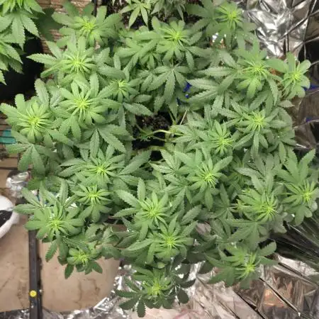 White Widow - first manifold
