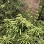 First Autoflower
