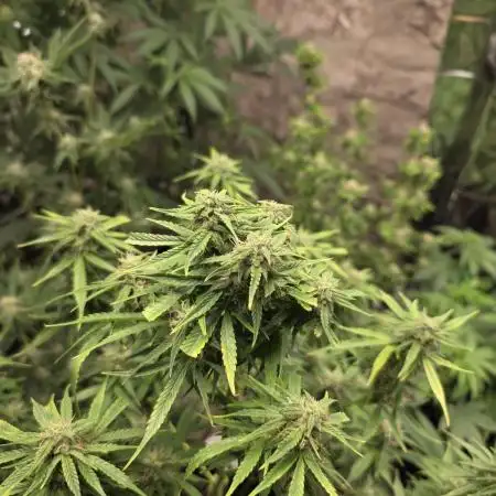 First Autoflower