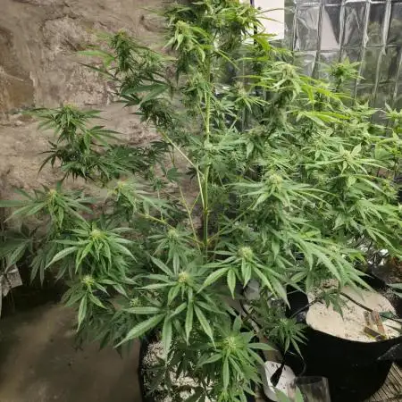 First Autoflower