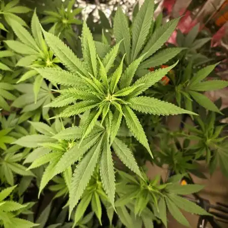 First Grow - Clones