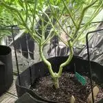 White Widow - first manifold