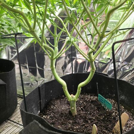 White Widow - first manifold
