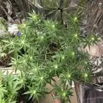 White Widow - first manifold
