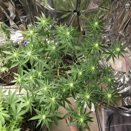 White Widow - first manifold