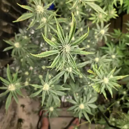 Clones - Devil Driver + Blue Nerdz