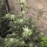 Clones - Devil Driver + Blue Nerdz