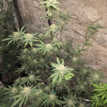 Clones - Devil Driver + Blue Nerdz