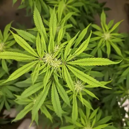 First Autoflower