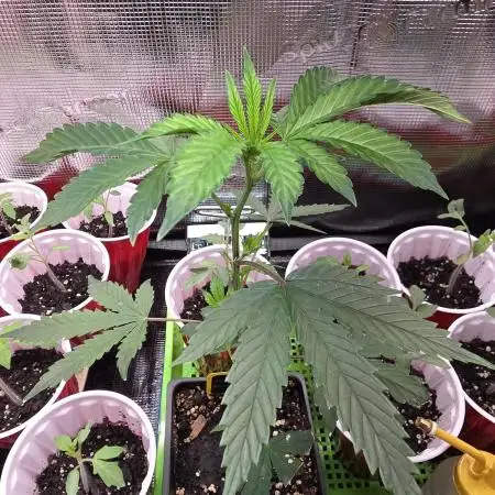 First Grow - Clones