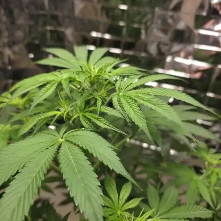 First Autoflower