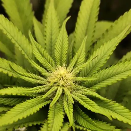 First Grow - Clones