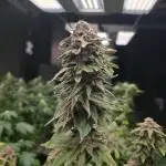 First Grow - Clones