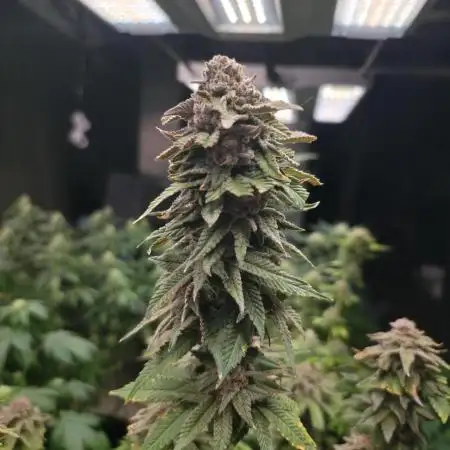 First Grow - Clones