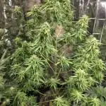 First Autoflower