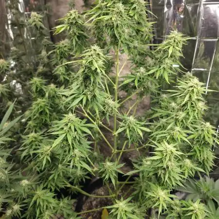 First Autoflower