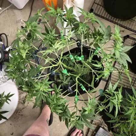 White Widow - first manifold
