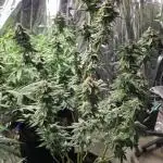 First Grow - Clones