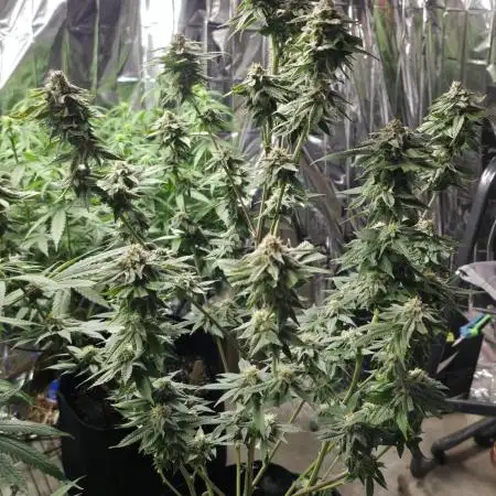 First Grow - Clones
