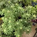 White Widow - first manifold
