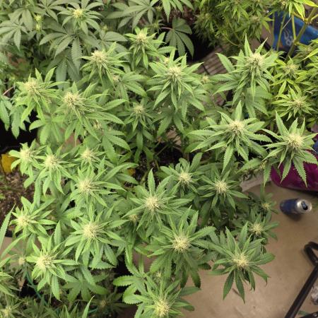 White Widow - first manifold