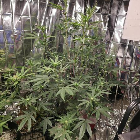 Clones - Devil Driver + Blue Nerdz