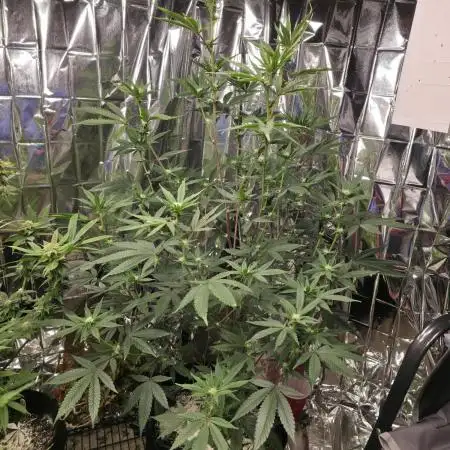Clones - Devil Driver + Blue Nerdz