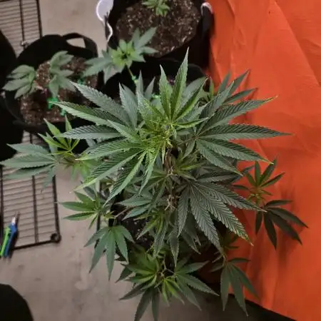 Clones - Devil Driver + Blue Nerdz