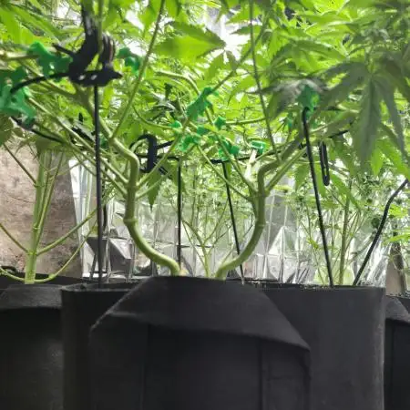 White Widow - first manifold