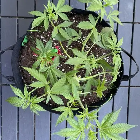 Chunkadelic Auto; First Report :)