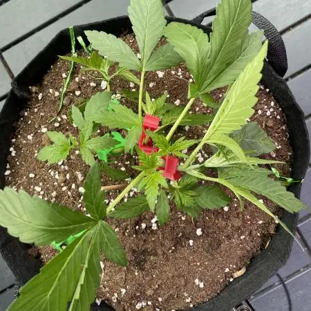 Chunkadelic Auto; First Report :)