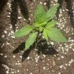Chunkadelic Auto; First Report :)