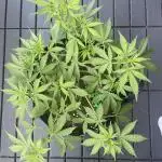 Chunkadelic Auto; First Report :)