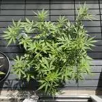 Chunkadelic Auto; First Report :)