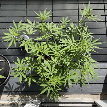Chunkadelic Auto; First Report :)