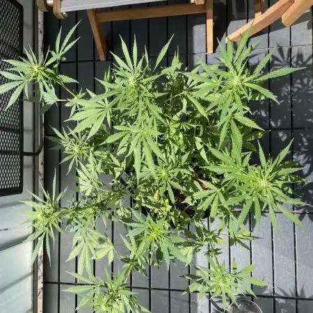 Chunkadelic Auto; First Report :)