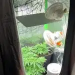 Red Hot Cookies 2nd run