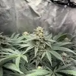 Red Hot Cookies 2nd run