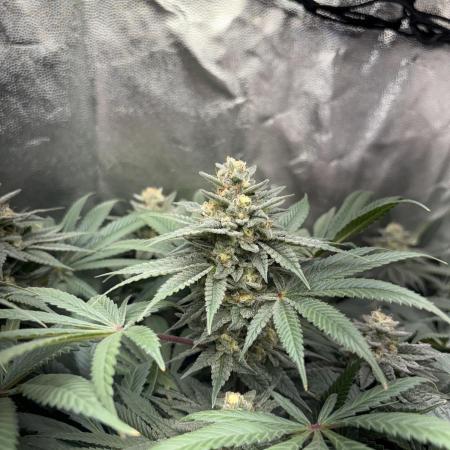 Red Hot Cookies 2nd run