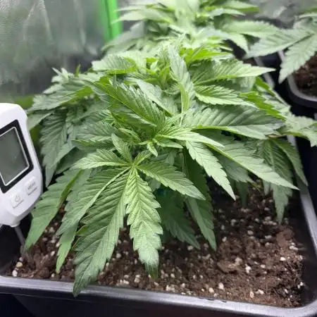 Red Hot Cookies 2nd run
