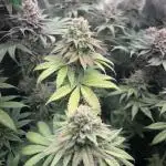 Red Hot Cookies 2nd run