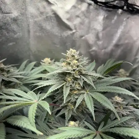 Red Hot Cookies 2nd run