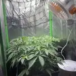 Red Hot Cookies 2nd run