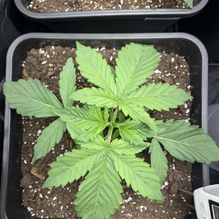 Red Hot Cookies 2nd run