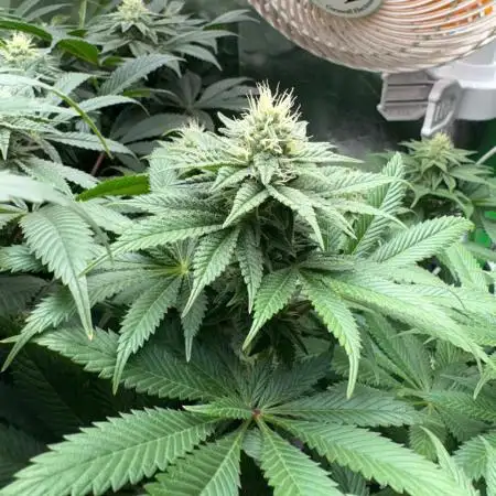 Red Hot Cookies 2nd run