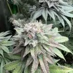 Red Hot Cookies 2nd run