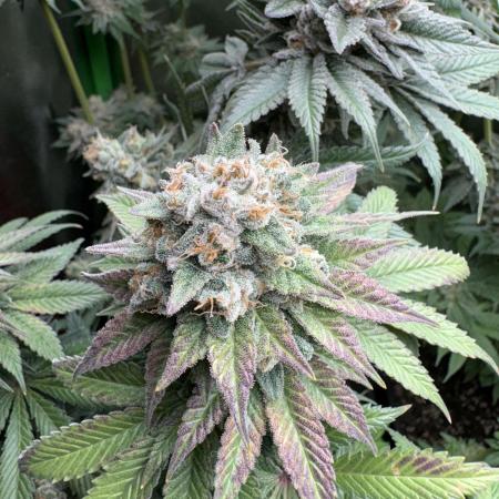 Red Hot Cookies 2nd run