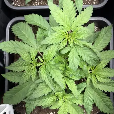 Red Hot Cookies 2nd run
